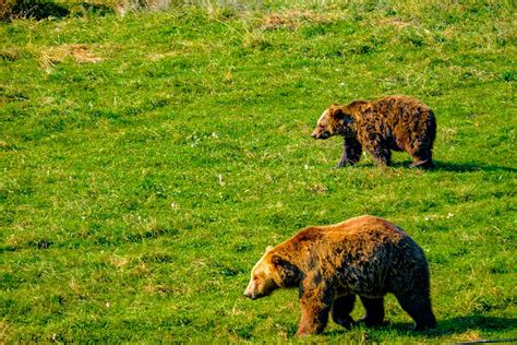 Libearty Bear Sanctuary In Romania A Big Dream For Giant