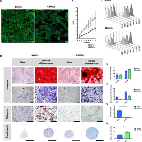 Characterization Of Bmscs And Cbmscs A Cell Morphology As