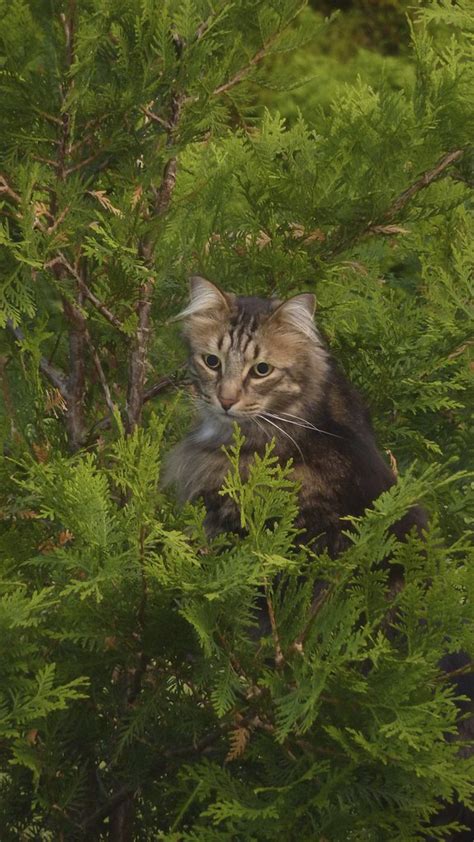 Ozzie Norwegian Forest Cat Peter Fricke Flickr