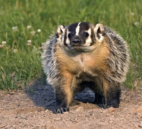 13 Facts About Badger