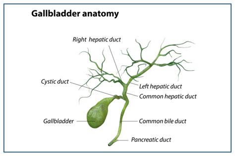 Gallbladder Pain Symptoms Causes Treatment And Complications