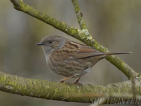 Focus On The Dunnock More Interesting Than You Think Birdguides