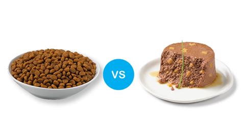 How to choose the right food for your cat | Safe Pet ...