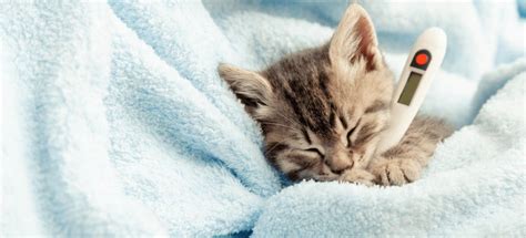 How To Care For A Sick Kitten At Home