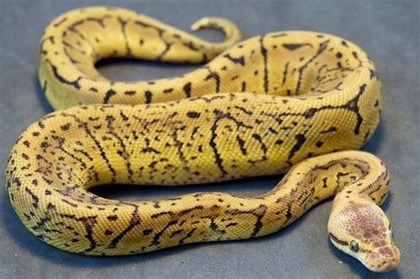 Ball Python Morphs The 50 Most Popular Pictures And Prices