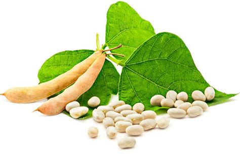 Kulit kacang tanah merupakan salah satu bagian dari tumbuhan kulit kacang tanah yang dapat digunakan sebagai obat herbal untuk kesehatan. Kami bawa perhatian kepada anda semua perkara yang paling ...