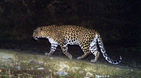 After Spate Of Attacks Sub Adult Female Leopard Trapped In Aarey