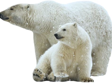 Download Polar Bear Png Transparent Images Polar Bear Images Png Hd