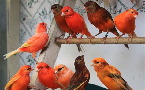 What You Need To Know About Red Factor Canaries Aviculture Hub
