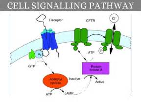 Cystic Fibrosis Cell Signaling Pathway