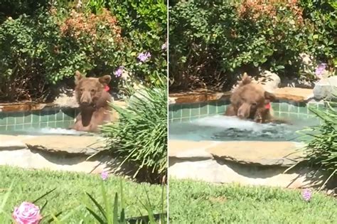 Homeowner Catches Bear In His Hot Tub Drinking Margaritas