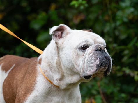 Old english bulldogs are extinct. Cadbury | Georgia English Bulldog Rescue