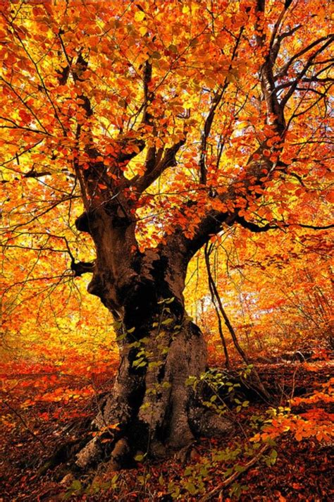 Pin By Amanda Guenther On Autumn Autumn Scenes Autumn Trees Autumn