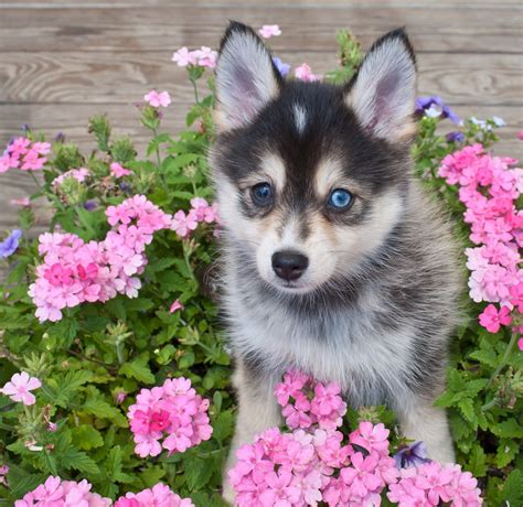 Expect to pay between 800 and 1100 euros for a registered husky puppy. Pomeranian Husky | Shop for your Cause