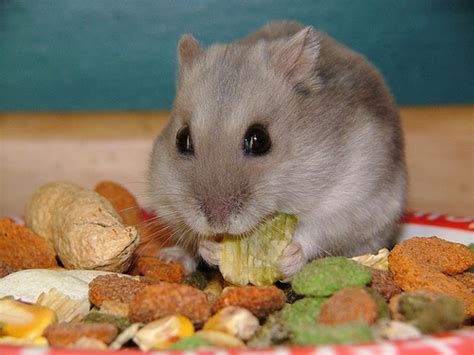 Information Of Animal Tips For Maintenance Hamster For