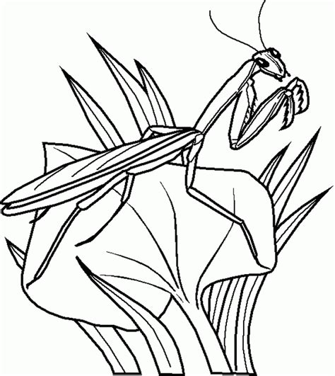Insects For Kids Coloring Pages Coloring Home