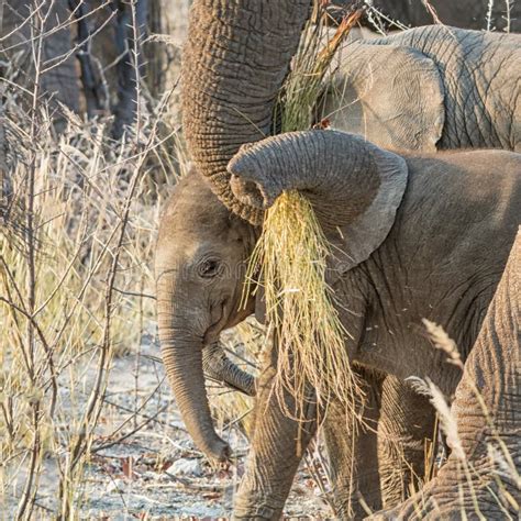 Baby African Elephant 1 Stock Photo Image Of Loxodonta 107490124