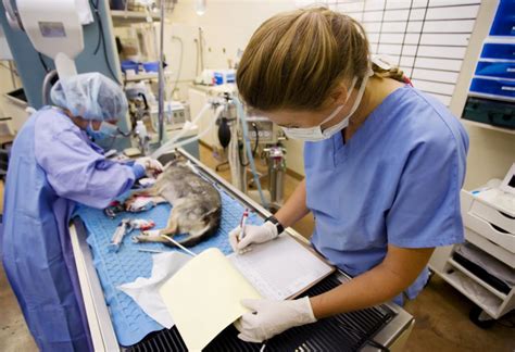 What Are The Different Types Of Veterinary Technician Careers