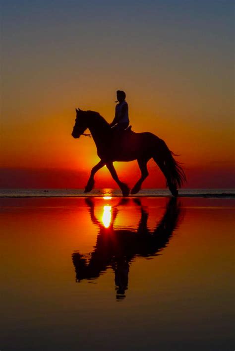 Riding On The Beach At Sunset Cute Horses Pretty Horses Beautiful