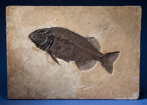 Rare And Large Fossil Fish Phareodus Encaustus Eocene Green Lot