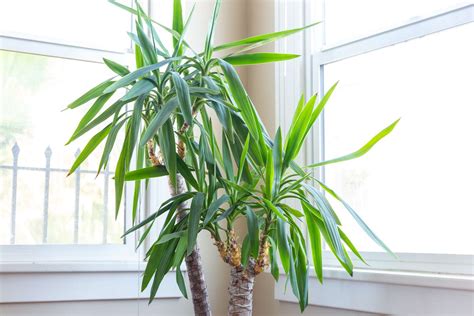 How To Grow And Care For Yucca Plants