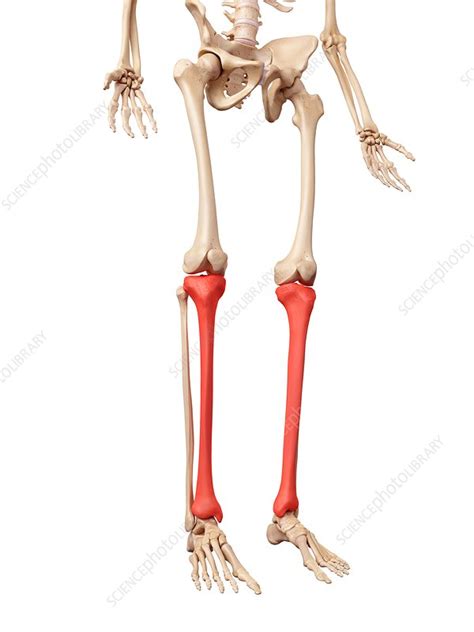 Leg Bones Stock Image F0162628 Science Photo Library
