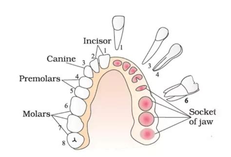 Different Types Of Teeth And Their Function In Tabular Form