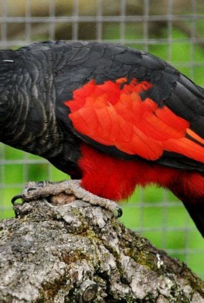 They have nearly bare faces, which is likely an more. Have you heard of the Dracula Parrot? | YAAY Animals