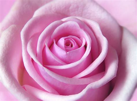 Pin By Debby P On Flower Art Work Light Pink Rose Rose Pink Roses