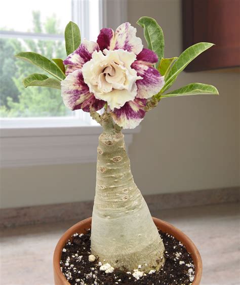 Desert Rose ‘purple Pink Star’ Adenium ~ Desert Rose Plant For Sale Desert Rose Plant