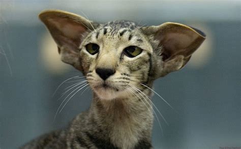 Im All Ears By Peterhasselbom Kittens Cutest Cats And Kittens