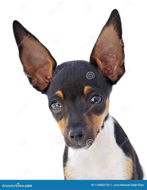 Portrait Of A Funny Dog With Big Ears Stock Photo Image Of Domestic