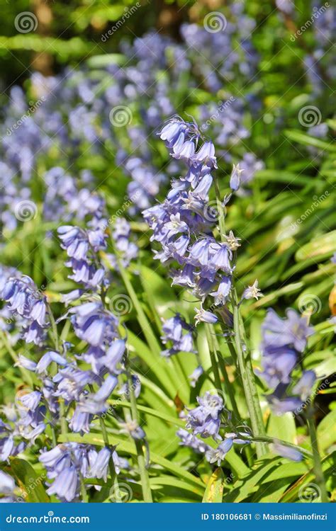 Bluebells Flowers In Springtime Stock Image Image Of Natural Floreal