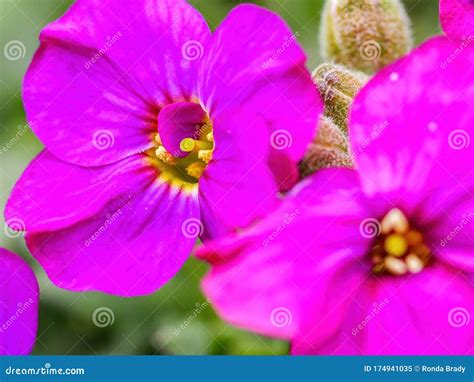 Macro Of Rock Cress Flower Stock Image Image Of Garden 174941035