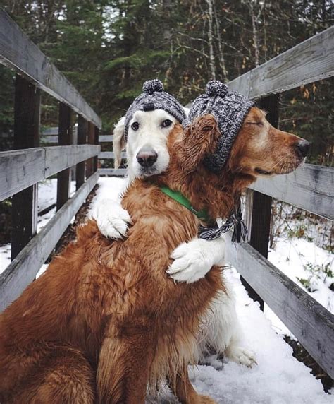 Sometimes All You Need Is A Hug Dogs Hugging Funny Animals Puppies