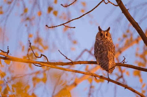 Images Tagged Long Eared Owls Nature Photography Courses
