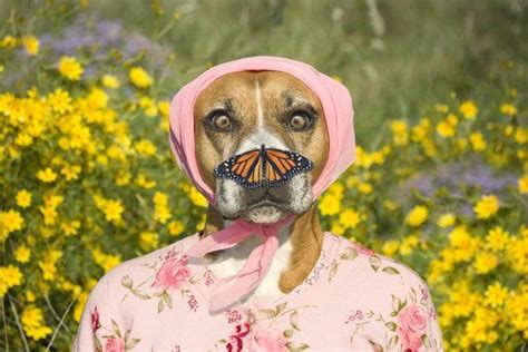 Butterfly Nose Large Original Photograph Of Boxer Dog