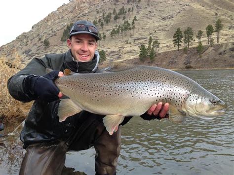 Mystery Angler Catches And Releases Monster Brown Trout On Missouri River