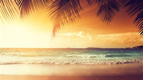Tropical Beach With Palm Trees At Sunset Uhd 4k Wallpaper Pixelz