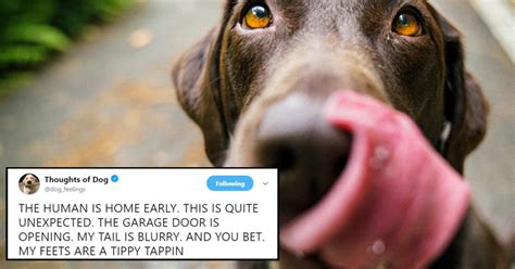 15 Priceless Thoughts Of Dog Tweets Thatll Make You Laugh Out Loud