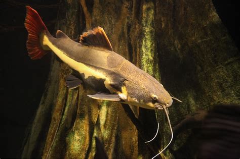 Red Tail Catfish A Complete Guide On This Huge Fish