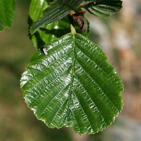 Alnus Glutinosa Common Alder Plants British Hardwood Tree Nursery