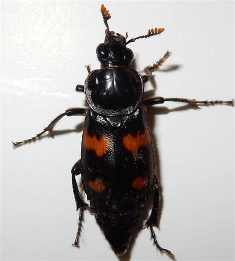 Maryland Biodiversity Project Round Necked Sexton Beetle Nicrophorus