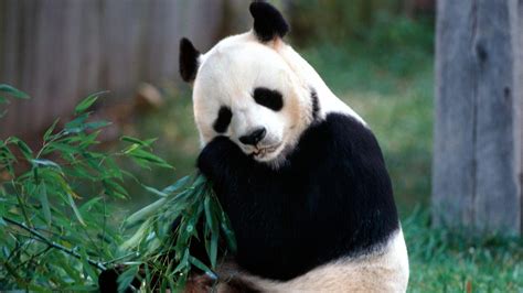 If you're in search of the best cute panda wallpapers, you've come to the right place. Panda Beautiful Cool Hd Wallpaper 2013 | Beautiful And Dangerous Animals/Birds Hd Wallpapers