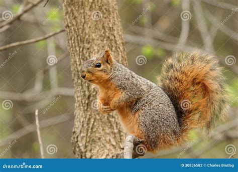 Eastern Fox Squirrel Sciurus Niger Stock Photo Image Of Tree