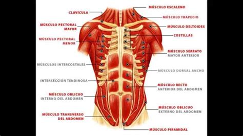 Musculos Do Torax E Abdome