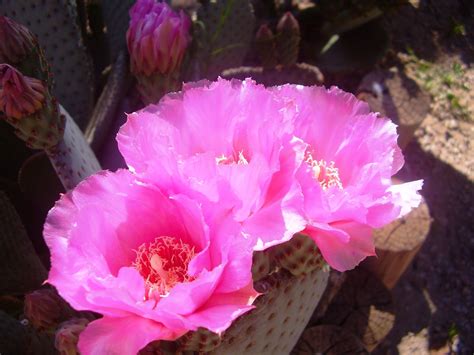 Pink Prickly Pear Cactus Blossom Arizona Amy Barnett Photo Cactus