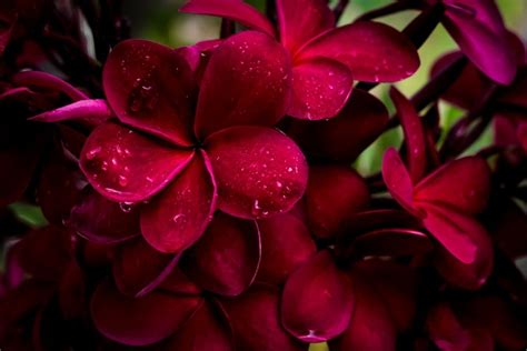 2560x1440 awesome background hd wallpaper free download>. Red Plumeria HD Wallpaper | Background Image | 2560x1710 | ID:766950 - Wallpaper Abyss