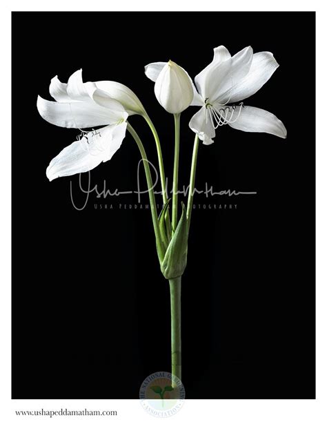 Photo Of The Entire Plant Of St Christopher Lily Crinum Jagus Posted
