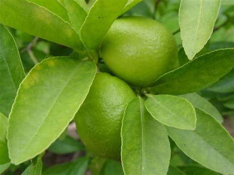 Common Diseases of Lime Trees - Gardening Channel